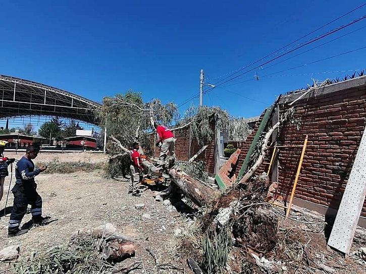 CAÍDA DE ÁRBOL DAÑA BARDA PERIMETRAL EN ESCUELA DE FRESNILLO 