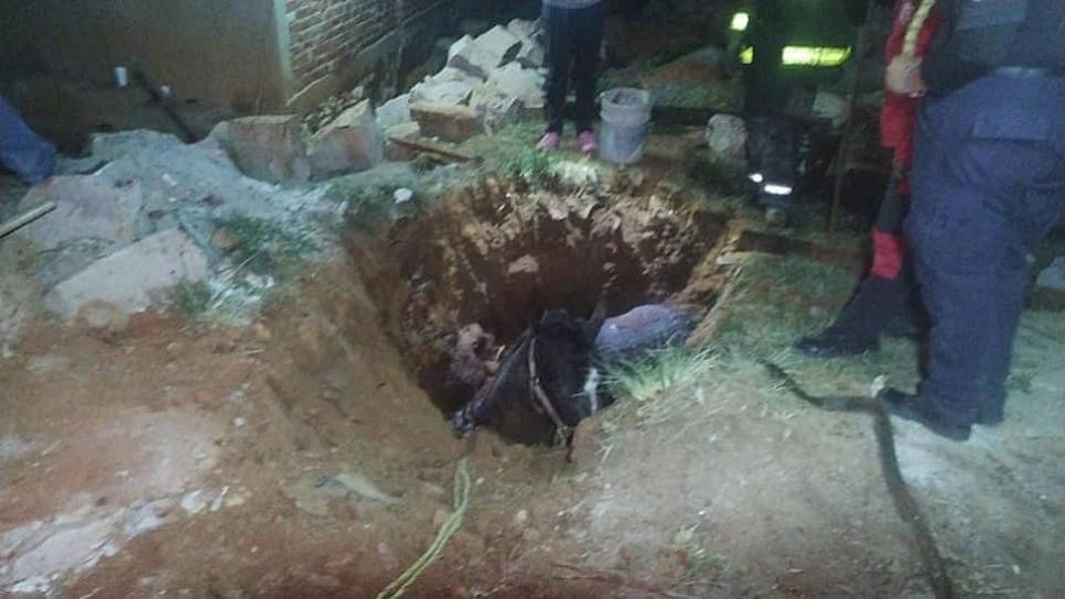 CAE CABALLO A UNA ZANJA EN LA MADRUGADA