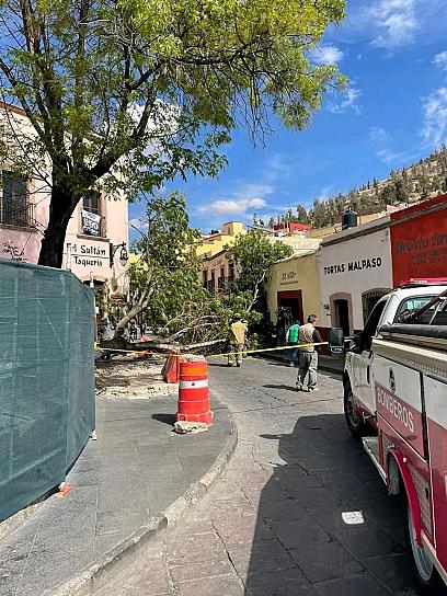 CAE ÁRBOL EN CENTRO HISTÓRICO