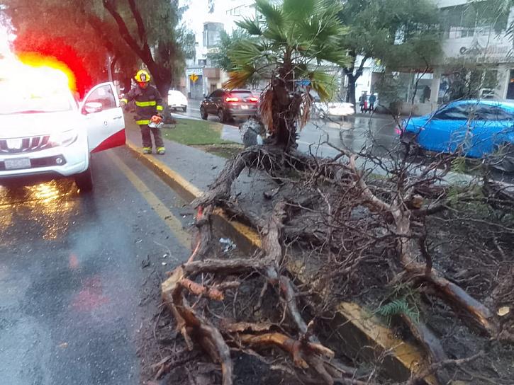 CAE ÁRBOL EN EL BULEVAR METROPOLITANO 