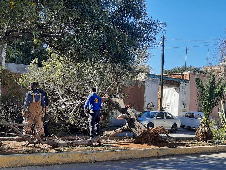 CAE ÁRBOL EN EL CENTRO DE FRESNILLO 