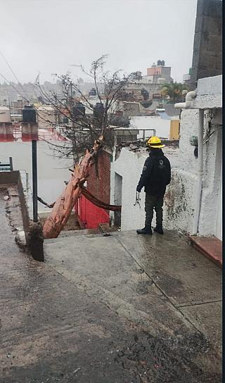 CAE ÁRBOL EN EL CENTRO HISTÓRICO