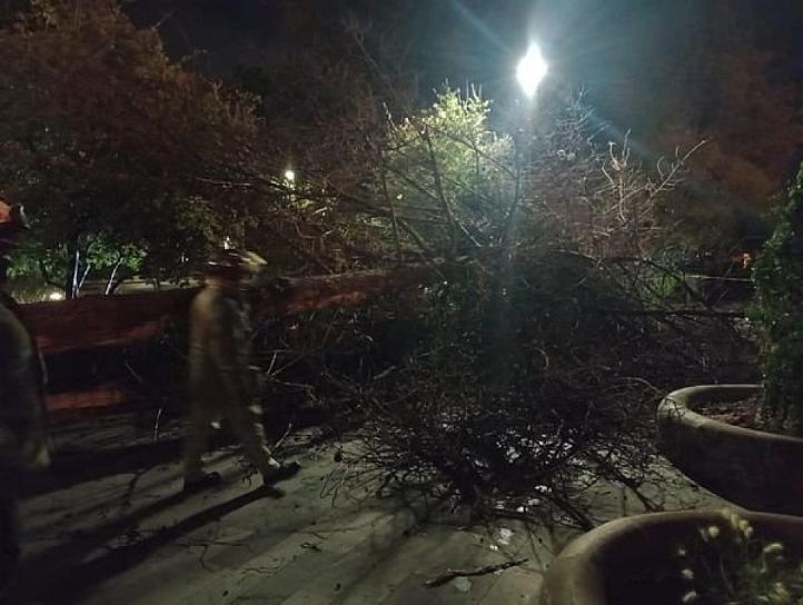 CAE ÁRBOL EN LA ALAMEDA; ELEMENTOS DE PC LO RETIRAN PARA EVITAR ACCIDENTES