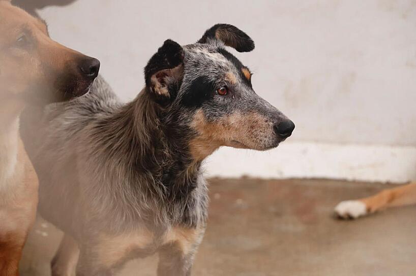 INICIA AYUNTAMIENTO CAMPAÑA GRATUITA DE ESTERILIZACIÓN CANINA EN ZACATECAS