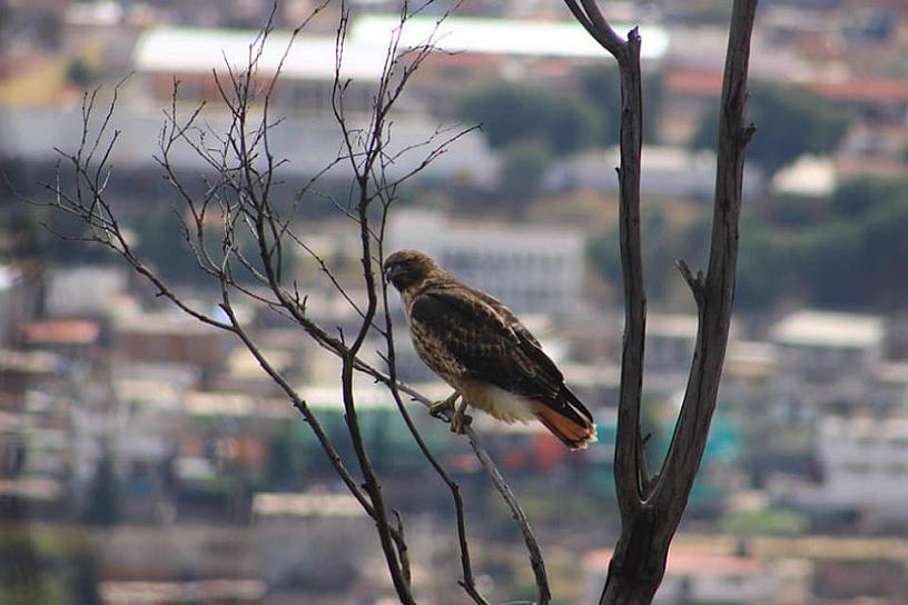 CAPTAN UN HALCÓN COLA ROJA EN LA BUFA