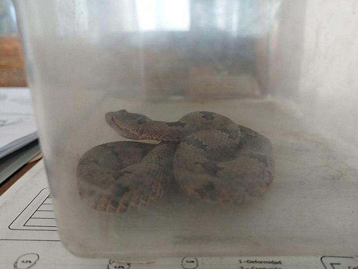 CAPTURAN SERPIENTE DE CASCABEL EN VIVIENDA DE GUADALUPE
