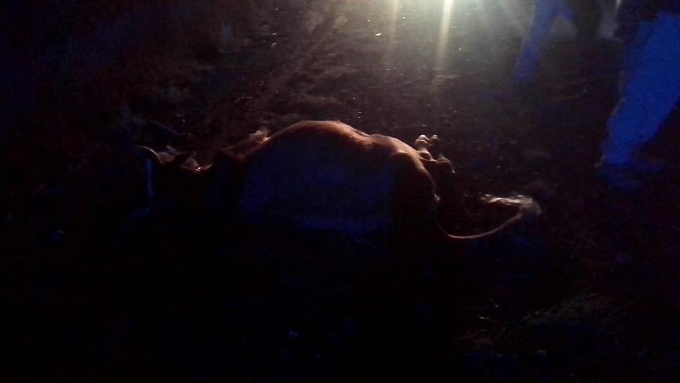 CHOCAN CONTRA VACA EN TRANCOSO 