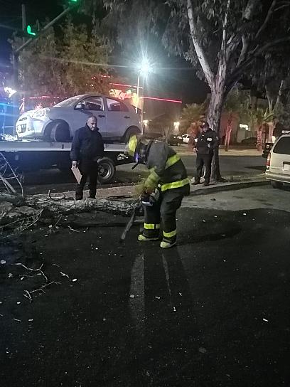 Choque provoca caída de árbol en Zacatecas