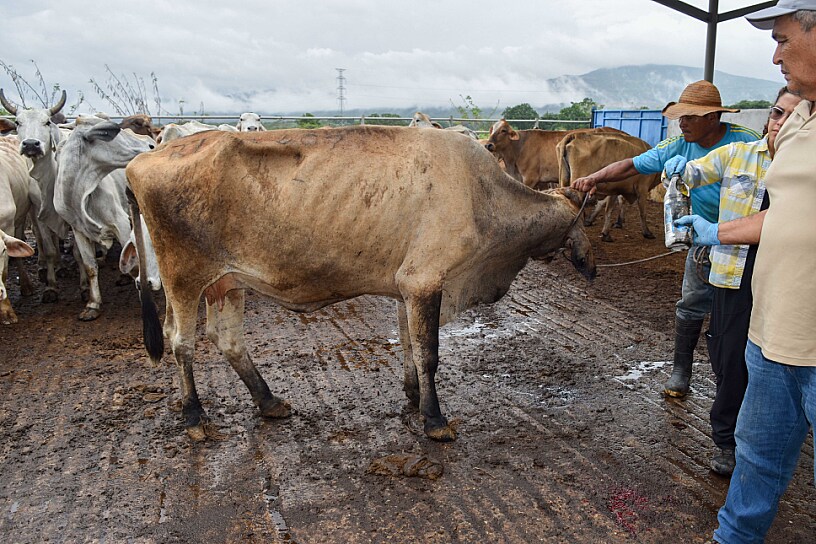 REFUERZA MÉXICO CERCO SANITARIO CONTRA EL GUSANO BARRENADOR