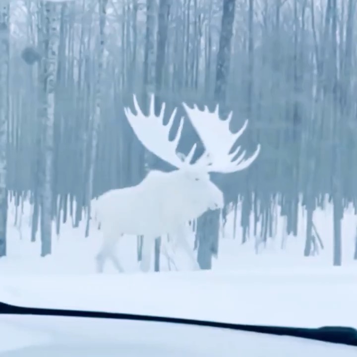 ALCE LEUCÍSTICO EN UN BOSQUE NEVADO DE CANADÁ: UN FENÓMENO RARO Y DEBATE SOBRE SU AUTENTICIDAD