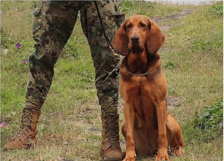  CONOCE A MAX, LA PERRITA QUE AYUDÓ EN LA CAPTURA DE CARO QUINTERO 