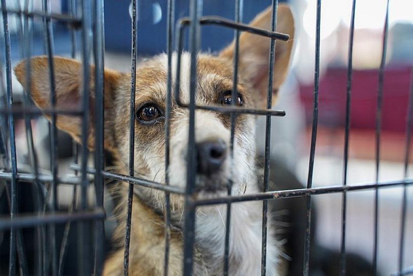 CONTABILIZA FGJEZ 6 DENUNCIAS POR MALTRATO ANIMAL 