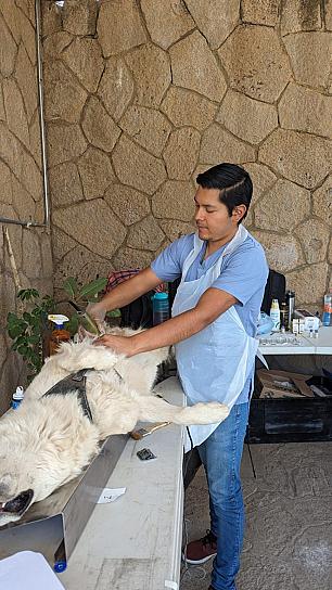 CONTINÚA ESTERILIZACIÓN DE MASCOTAS EN MUNICIPIOS
