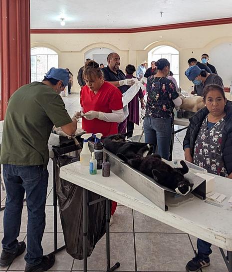 CONTINÚA JORNADA DE ESTERILIZACIÓN CANINCA Y FELINA EN MUNICIPIOS