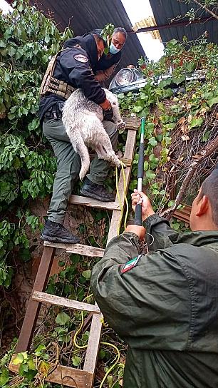 CUMPLE POLICÍA AMBIENTAL 2 AÑOS AL SERVICIO DE LA CAPITAL