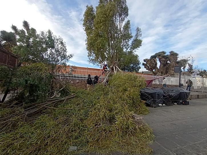 DEJAN INTENSOS VENTARRONES ÁRBOLES CAÍDOS EN LA ZONA CONURBADA 