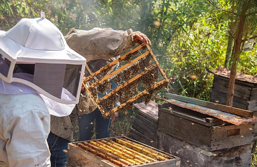 DENUNCIAN APICULTORES MEXICANOS COMPETENCIA DESLEAL CON MIEL CHINA