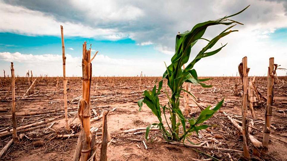 DESALADOR, PANORAMA AGRARIO POR FALTA DE LLUVIAS 