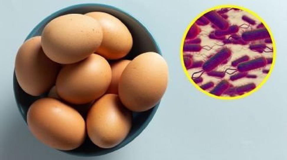 Detectan salmonela en huevos de venta