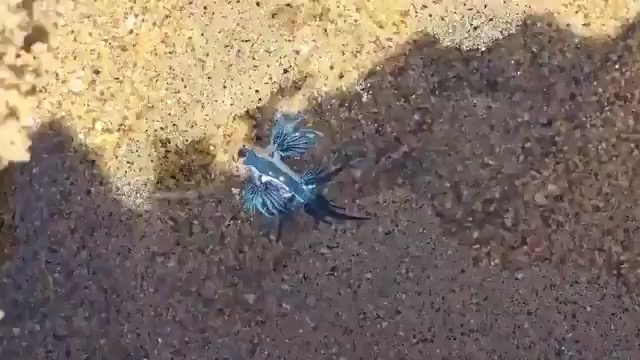ALERTA SOBRE AVISTAMIENTOS REALES DEL "DRAGÓN AZUL" EN PLAYAS DE MANZANILLO, COLIMA