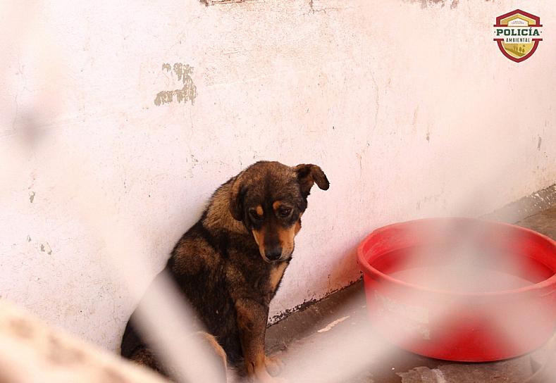DISMINUYE MALTRATO DE ANIMALES GRACIAS A DENUNCIAS