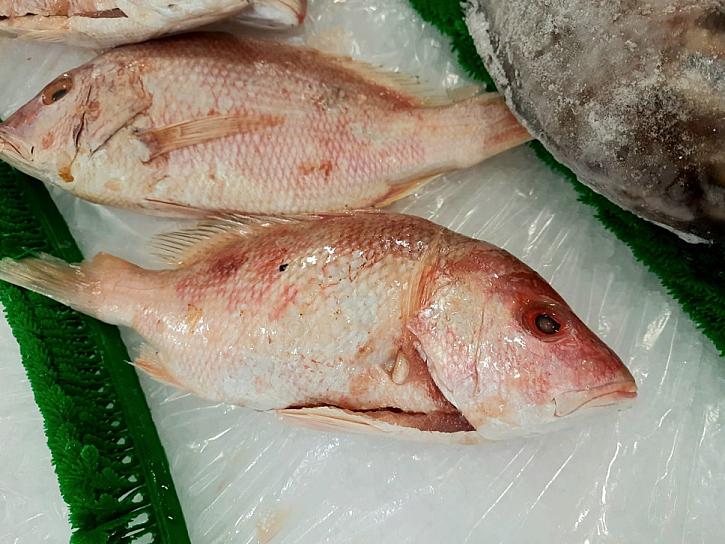 EMITE SSZ RECOMENDACIONES PARA EL CONSUMO DE PRODUCTOS DEL MAR 