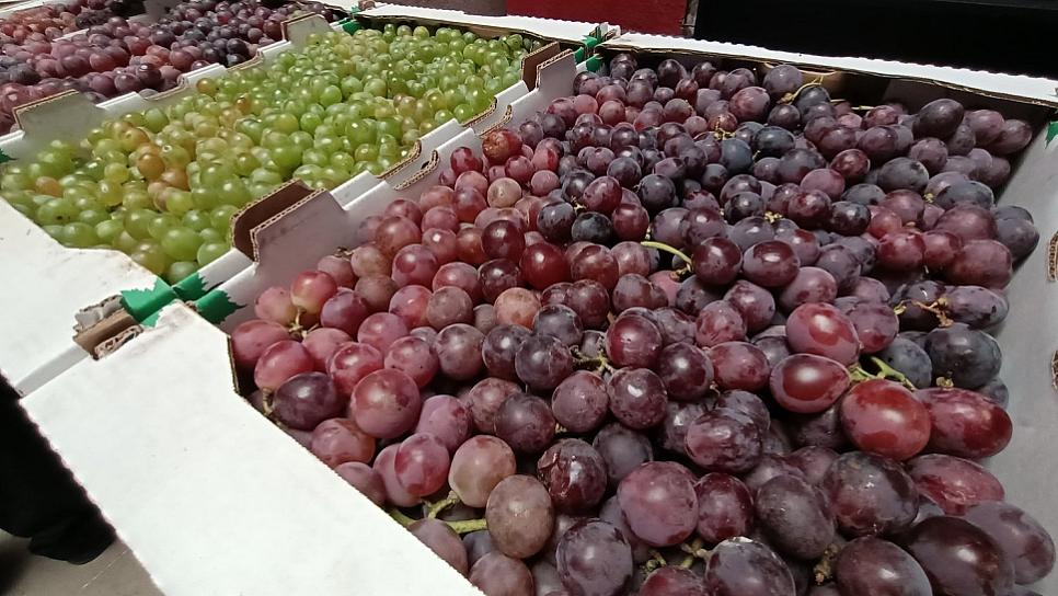 ENFRENTAN UN MAL AÑO PRODUCTORES DE UVA EN ZACATECAS 