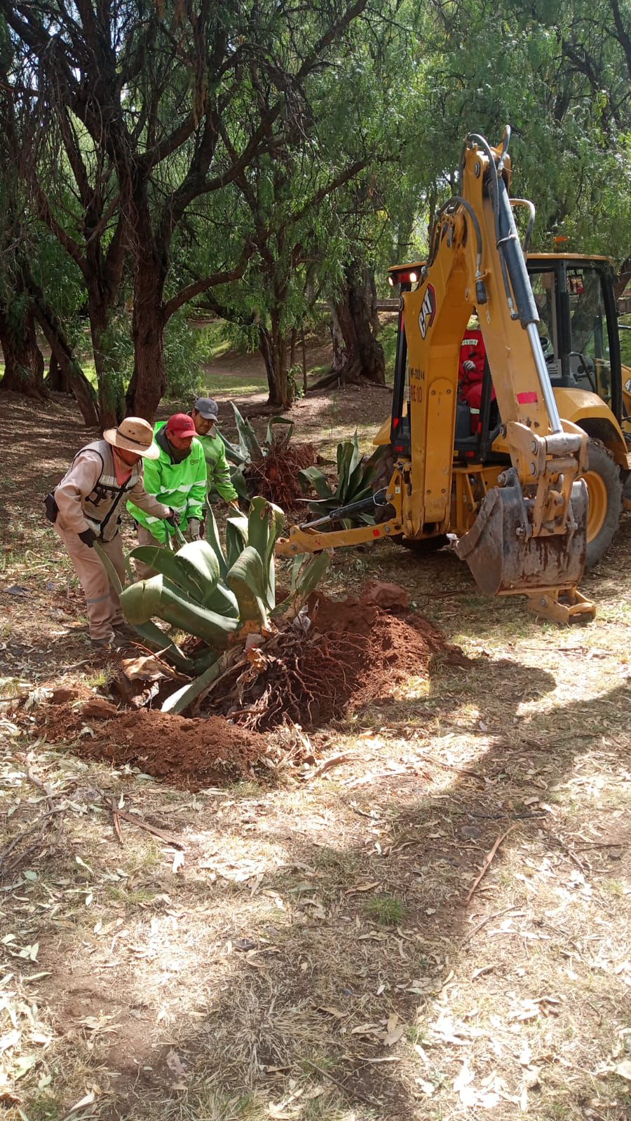 INICIA GOBIERNO REFORESTACIÓN EN PARQUE DE LA PLATA
