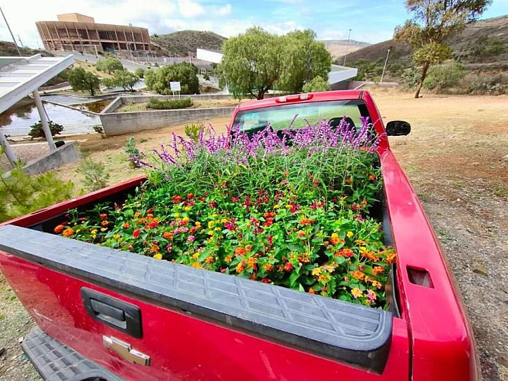 ENTREGA SAMA JARDÍN POLINIZADOR AL MUNICIPIO DE CUAUHTÉMOC