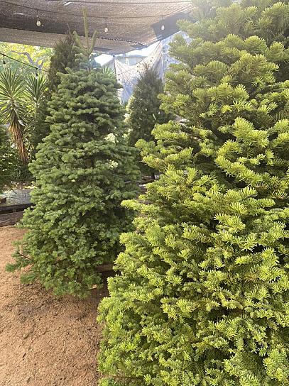 EN VENTA, PINOS NAVIDEÑOS CULTIVADOS EN ZACATECAS