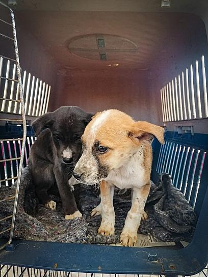 ESTERILIZAN A 103 MASCOTAS DE LA CAPITAL