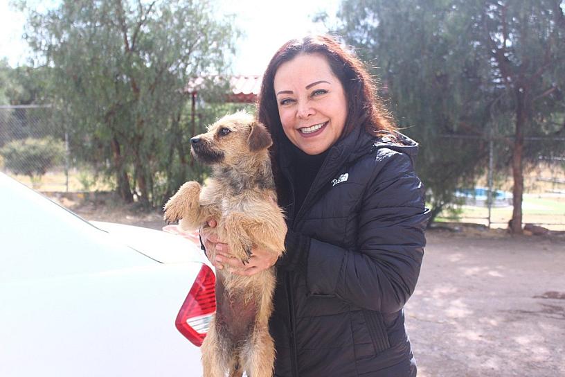 Esterilizan a animales callejeros en la capital