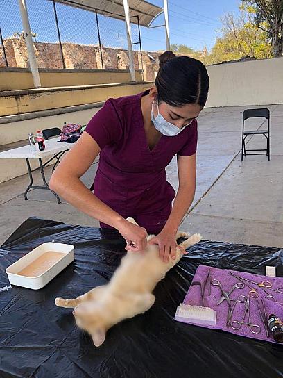 ESTERILIZAN A CACHORRITOS EN LA COMUNIDAD SAN MATEO EN VALPARAÍSO 