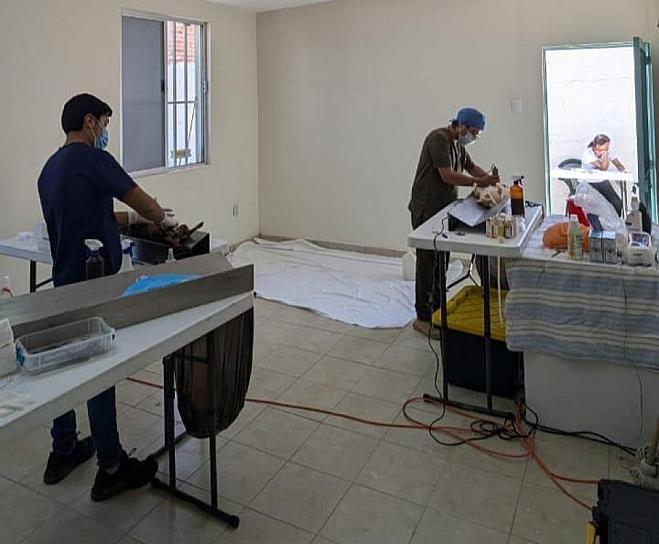 ESTERILIZAN A MASCOTAS EN MUNICIPIOS