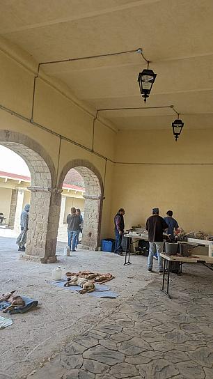 ESTERILIZAN MASCOTAS EN CUAUHTÉMOC, TABASCO, NOCHISTLÁN Y GUADALUPE 
