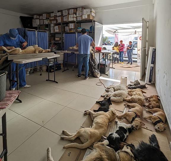 ESTERILIZA SSZ A MASCOTAS EN VARIOS MUNICIPIOS