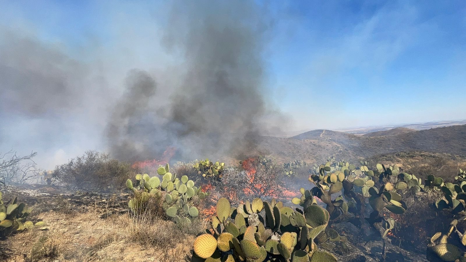 CONTROLAN INCENDIO FORESTAL EN ZACATECAS; AFECTA 60 HECTÁREAS