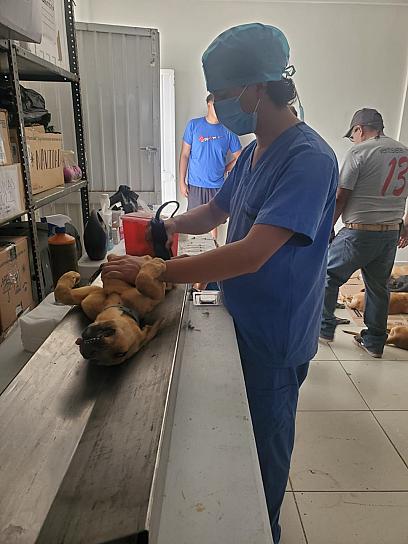 ESTIRILIZAN A 172 MASCOTAS EN 5 MUNICIPIOS