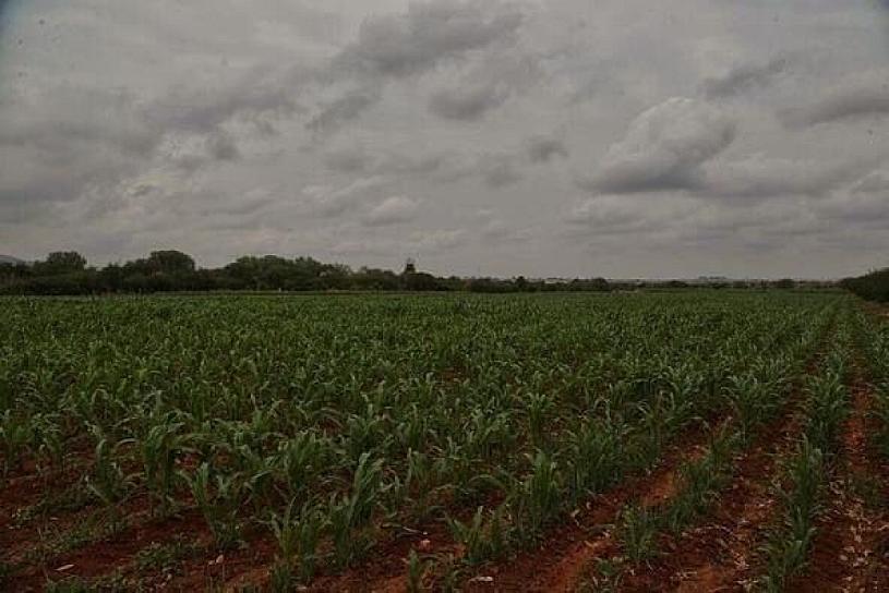 EXIGEN APOYOS DE SEMILLAS PARA LA SIEMBRAS 