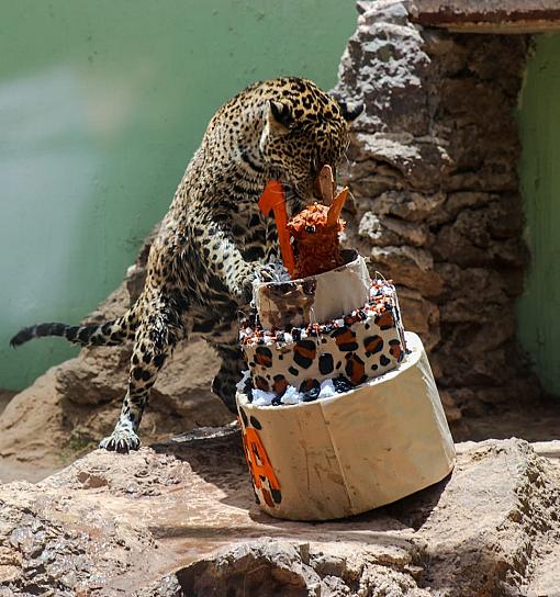 FESTEJAN PRIMER AÑO DE JAGUAR AVA