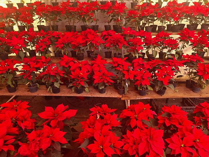 Flor de Nochebuena, la planta de la Navidad