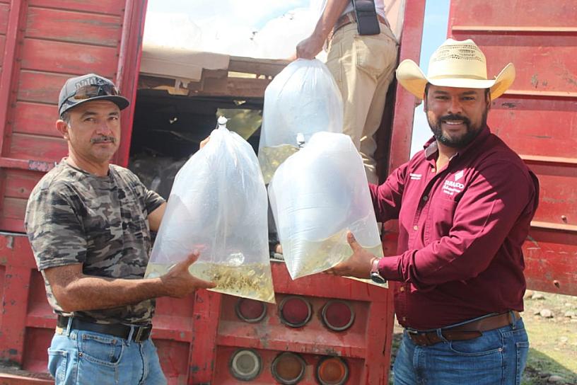 FORTALECEN LA ACUICULTURA EN TABASCO 