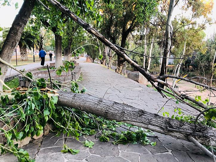 FUERTES RACHAS DE VIENTO DERRIBAN ÁRBOLES DEL PARQUE ARROYO DE LA PLATA 