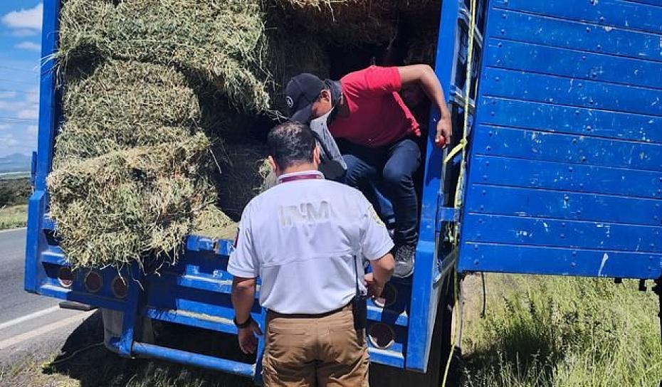 HALLAN A 22 MIGRANTES OCULTOS ENTRE PACAS DE FORRAJE EN ZACATECAS