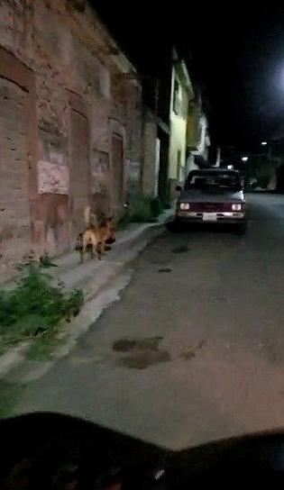 HALLAN CABEZA HUMANA EN MONTE ESCOBEDO; PERRO LA PASEA POR EL MUNICIPIO 