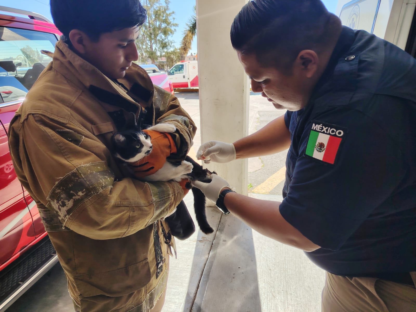 AUXILIA PROTECCIÓN CIVIL A GATO ATROPELLADO EN ZACATECAS