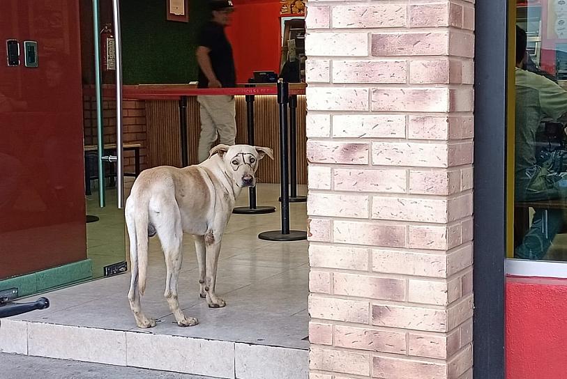 IGNORAN MUNICIPIOS CUIDADO ANIMAL: SAMA
