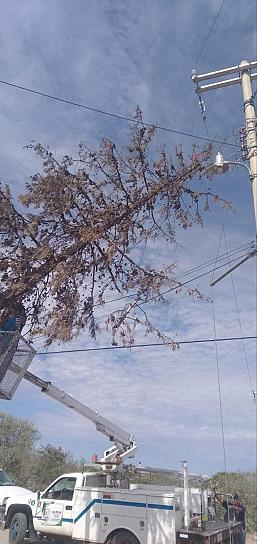 IMPLEMENTAN CAMPAÑA DE REFORESTACIÓN EN JUAN ALDAMA 