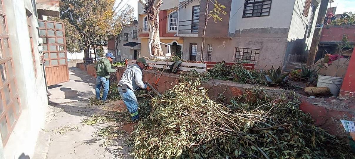 Impulsa Ayuntamiento trabajos de poda y limpieza en áreas verdes de la capital