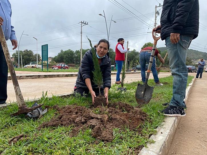 IMPULSAN ACCIONES DE REFORESTACIÓN EN COLONIAS DE SOMBRERETE 